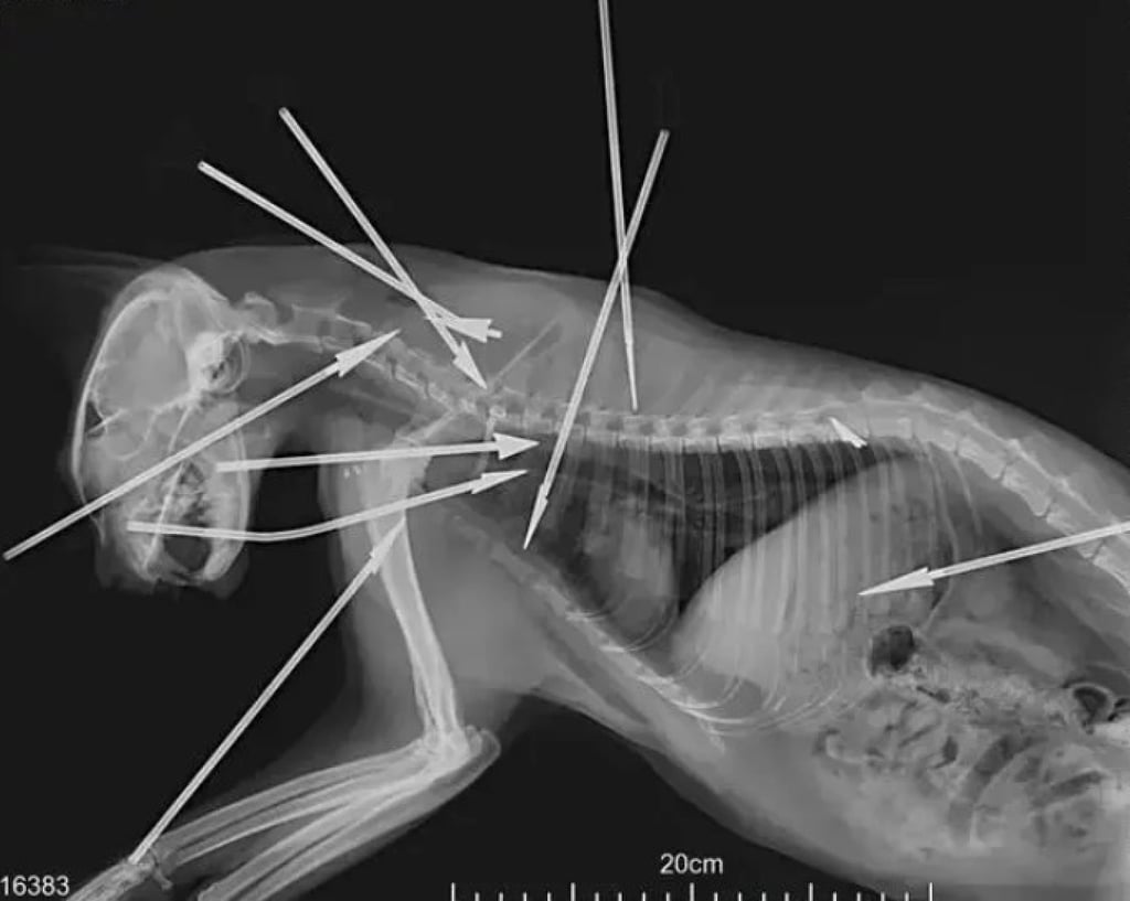 The dead kitten’s head and body were riddled with deadly steel darts. Photo: Baidu