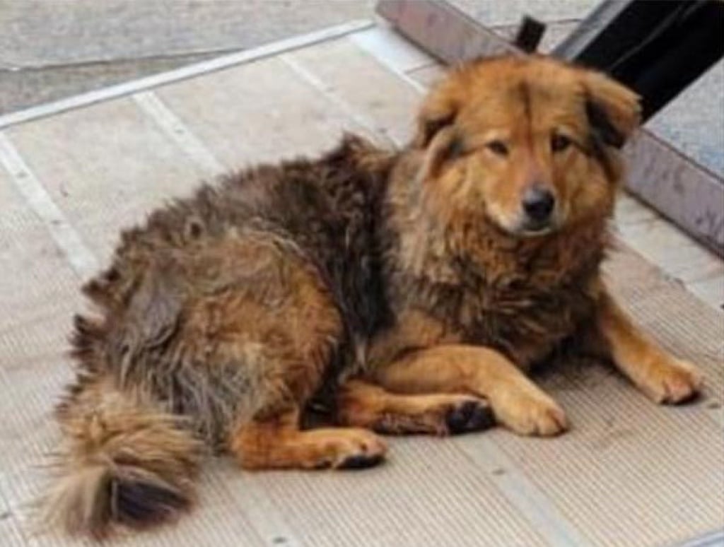 One of the missing dogs, Sai Mui, which means “little sister”. A search is being conducted for the dogs. Photo: Handout