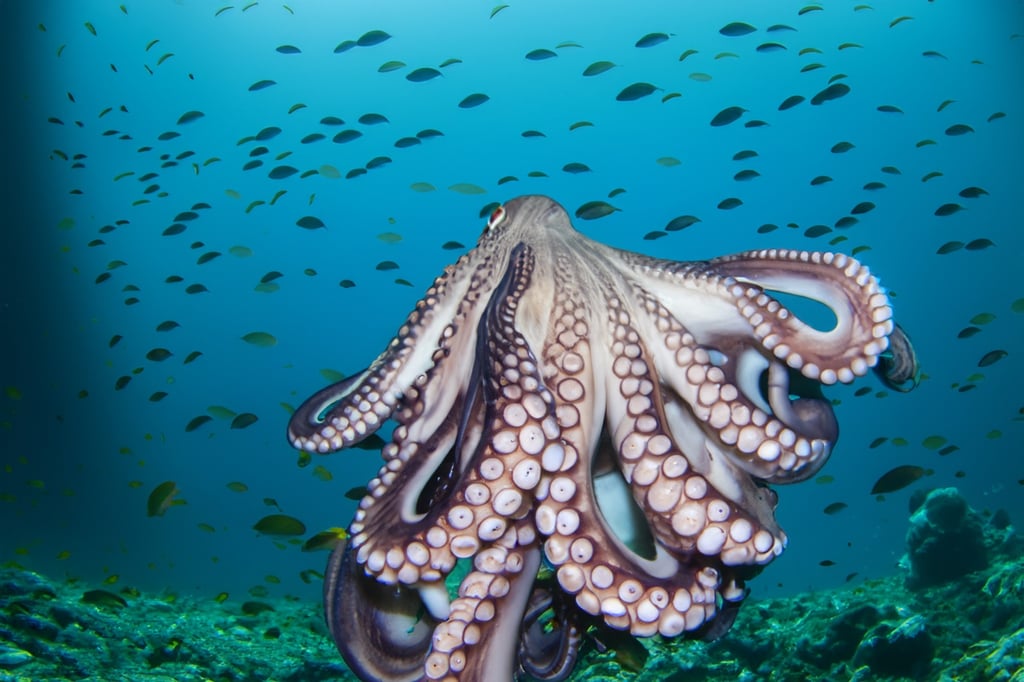 Many animals exhibit a dominant side, or in the case of the octopus, a favoured tentacle. Photo: Shutterstock Images Many animals exhibit a dominant side, or in the case of the octopus, a favoured tentacle. Photo: Shutterstock Images