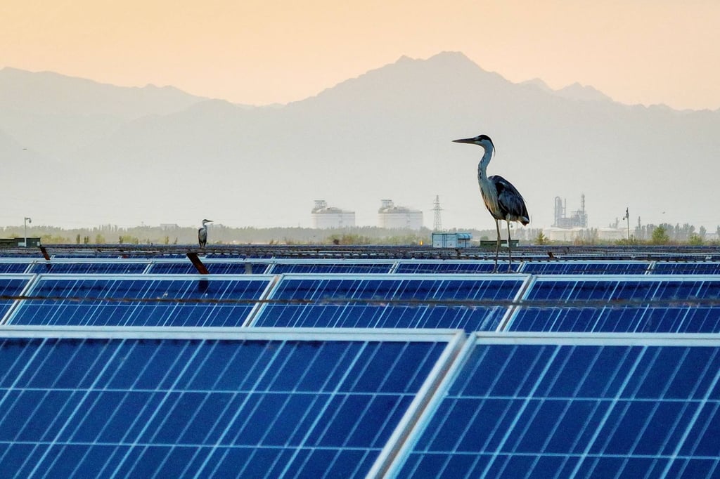 An egret rests atop solar panels at a photovoltaic power generation base in Yinchuan, in northwestern Ningxia region on July 9, 2024. Photo: AFP