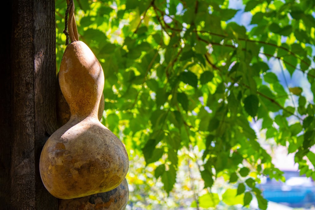 A dried calabash or bottle gourd. These were used for millennia for transporting liquids, and in ancient China were turned into musical instruments including the sheng and “hulusi” or “Chinese bagpipes”. Photo: Shutterstock