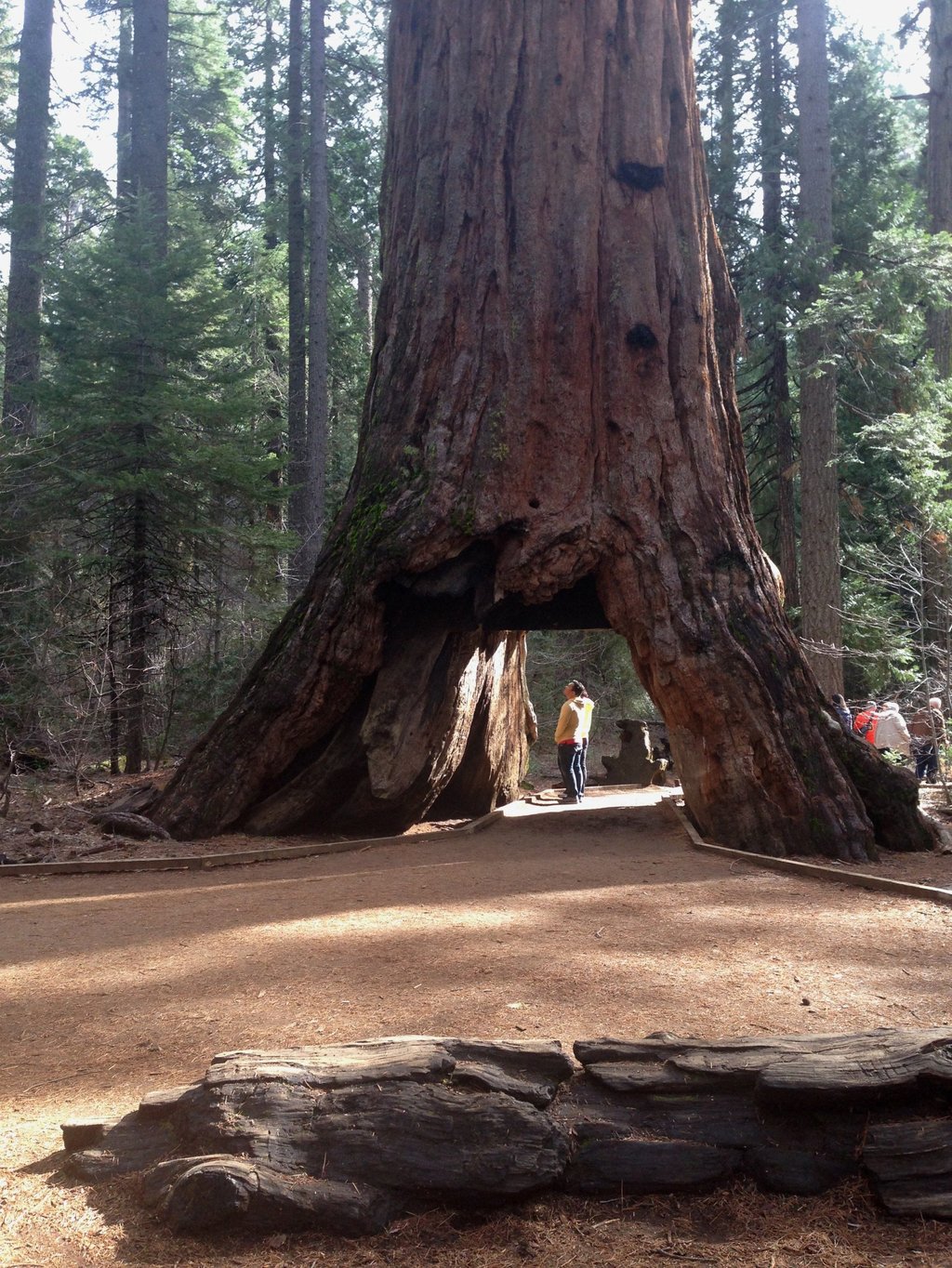 The Pioneer Cabin Tree in Calaveras Big Trees State Park. Photo: AFP