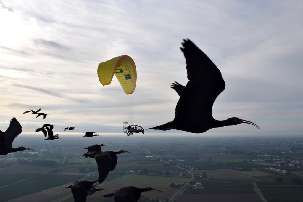 Northern bald ibises, guided by conservationists using a loudhailer aboard their microlight aircraft, migrate from Austria to Italy. Photo: Waldrappteam Conservation & Research via AP Northern bald ibises, guided by conservationists using a loudhailer aboard their microlight aircraft, migrate from Austria to Italy. Photo: Waldrappteam Conservation & Research via AP