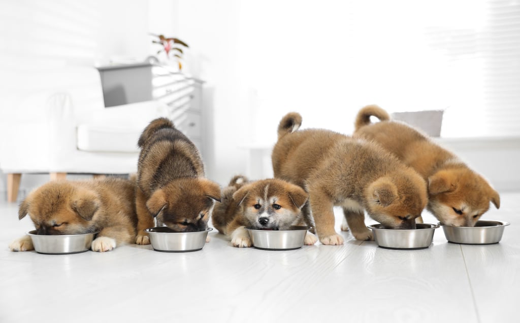 Sharing puppies could make your X feed less toxic, according to owner Elon Musk. Photo: Shutterstock