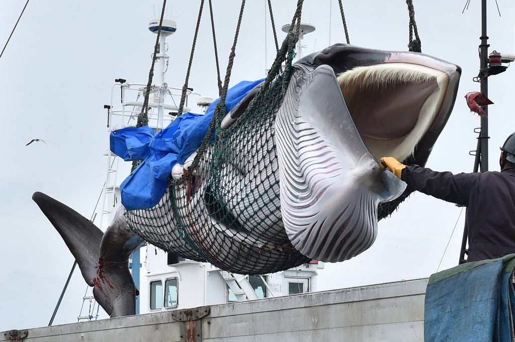 A captured minke whale is lifted by crane into a truck bed at a port in Kushiro, Japan’s Hokkaido prefecture. Photo: AFP A captured minke whale is lifted by crane into a truck bed at a port in Kushiro, Japan’s Hokkaido prefecture. Photo: AFP