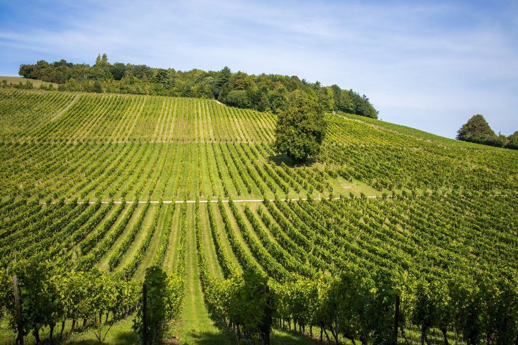 Vineyards on a hill at Denbies Wine Estate in Surrey, England. Winemaking started in the country after the Norman invasion of 1066, but was halted by cooling temperatures and has only recently begun again. Photo: Shutterstock