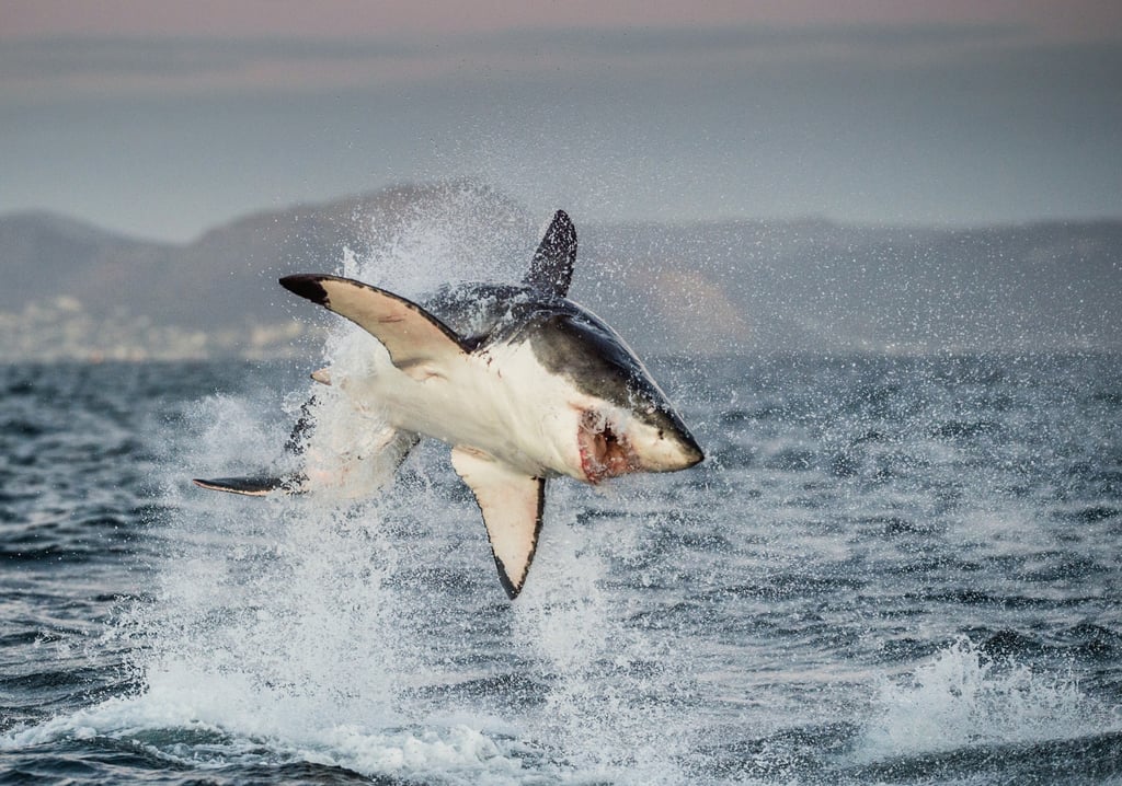 Some shark breeds, like adult great white sharks, look like cliché monsters. Photo: Shutterstock