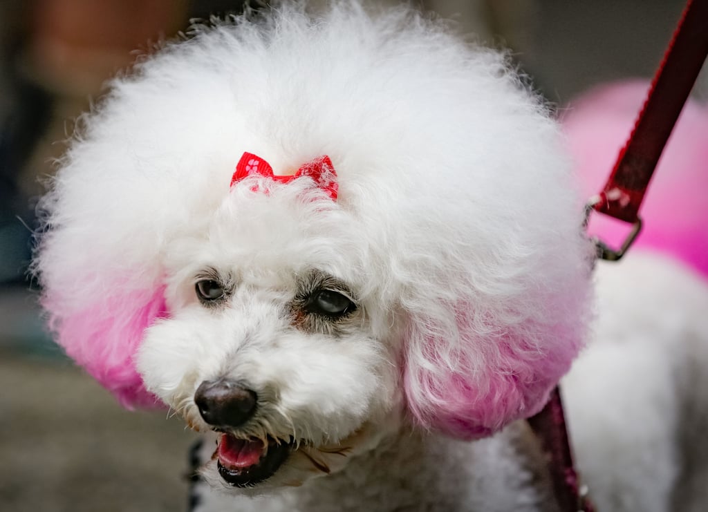 Seekor anjing dengan bulu berwarna merah muda terlihat saat acara Pet-A-Palooza di Kanada. Foto: Xinhua