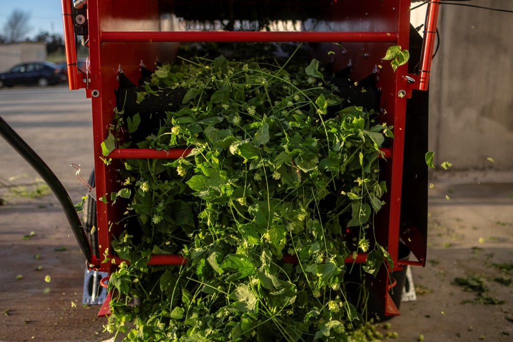 Hop plants grown indoors are put into a harvesting machine at Ekonoke’s facility in Chantada, northern Spain. Photo: AFP Hop plants grown indoors are put into a harvesting machine at Ekonoke’s facility in Chantada, northern Spain. Photo: AFP