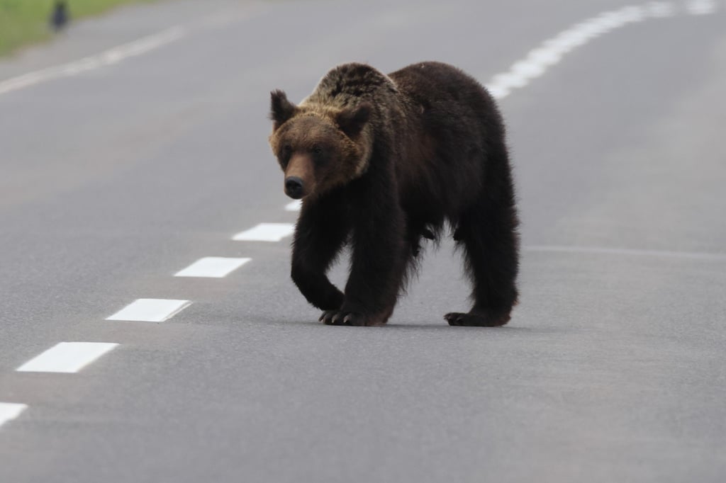 With a rise in bear attacks, the Japanese government has responded by approving large-scale bear hunting and airing public service announcements on how to deal with the animals. Photo: Shutterstock With a rise in bear attacks, the Japanese government has responded by approving large-scale bear hunting and airing public service announcements on how to deal with the animals. Photo: Shutterstock