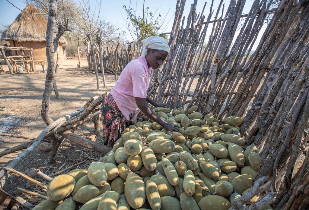 Fruit of baobab Africa s tree of life is new superfood yet harvesters live in poverty South China Morning Post