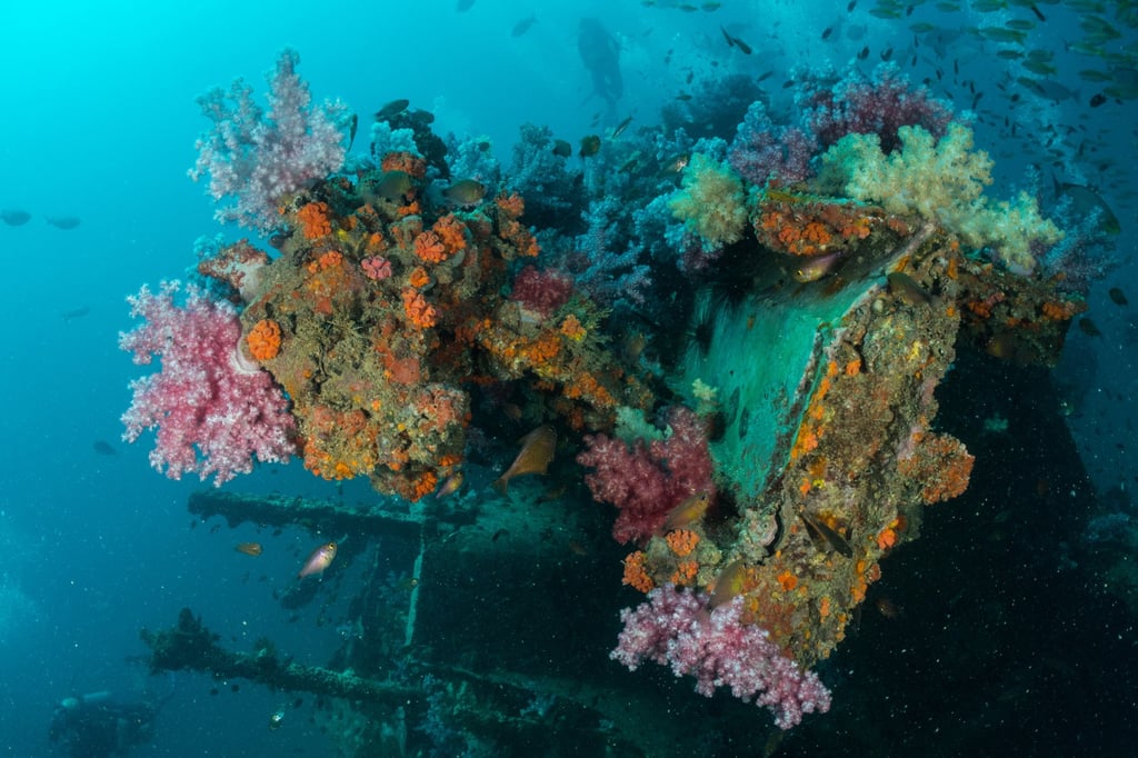 Soft corals growing on the wreck of the car ferry MS King Cruiser, which sank in the waters off Phi Phi Island, Thailand, in 1997. Photo: Shutterstock
