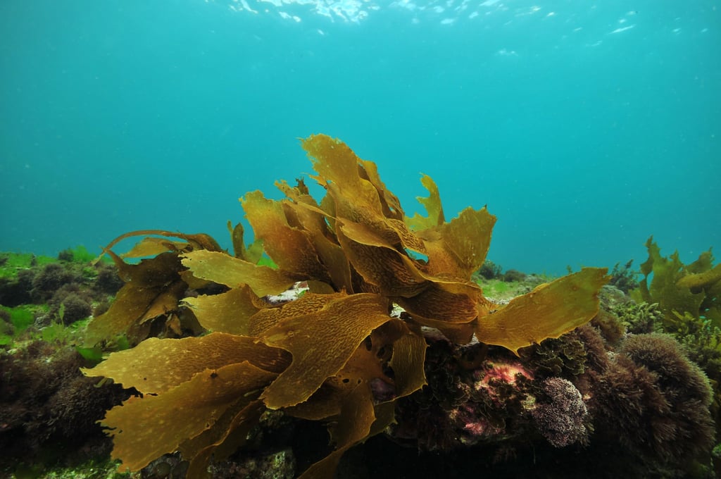 Brown algae seaweed could be used in the fight against Parkinson’s disease. Photo: Shutterstock Brown algae seaweed could be used in the fight against Parkinson’s disease. Photo: Shutterstock