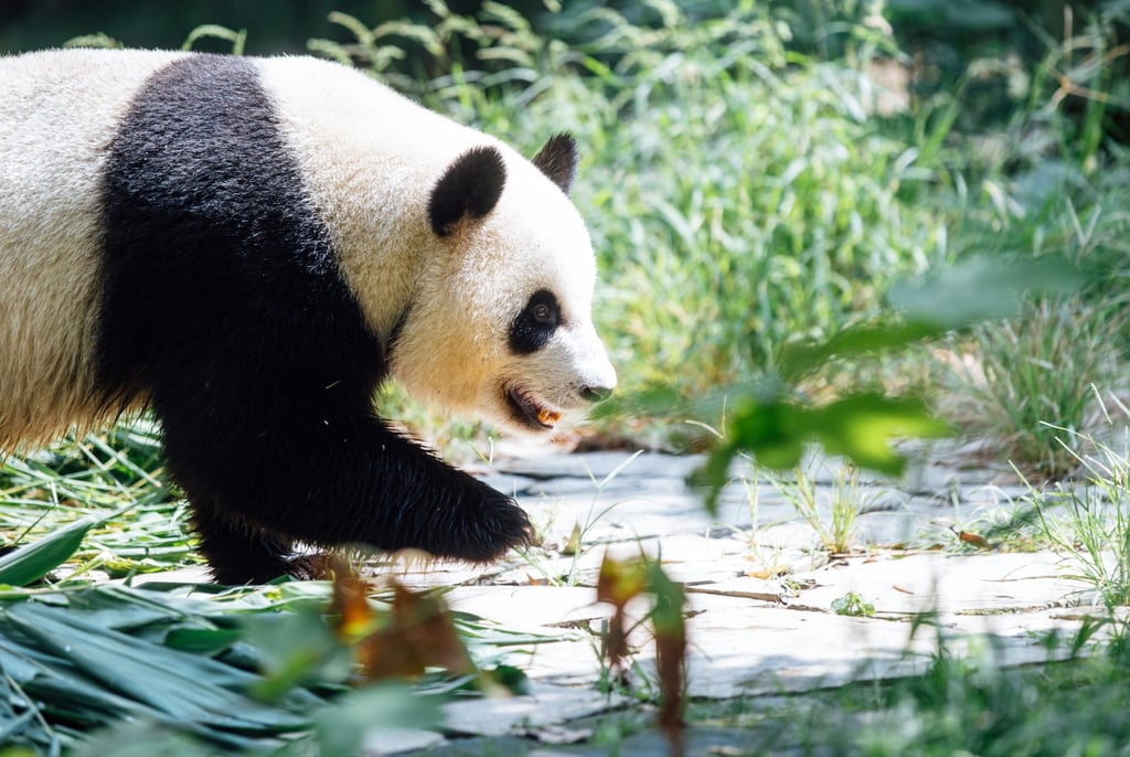 Ocean Park has released new photos of Ke Ke and An An (below). Photos: Ocean Park