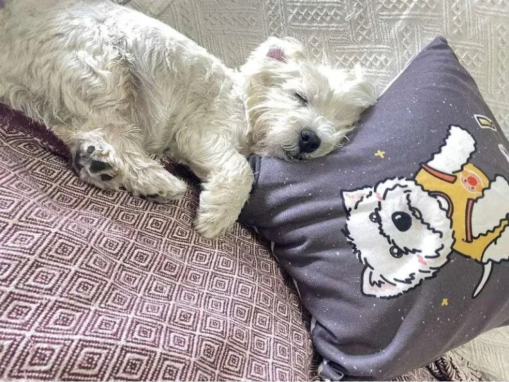 13-year-old Papi was poisoned in a children’s playground in Beijing. Photo: QQ.com