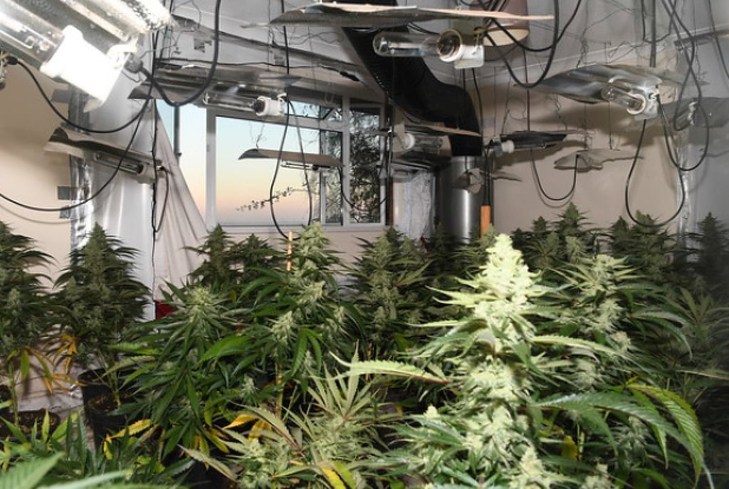 A cannabis farm, or grow house, uncovered by police in Britain. Photo: National Crime Agency/Handout