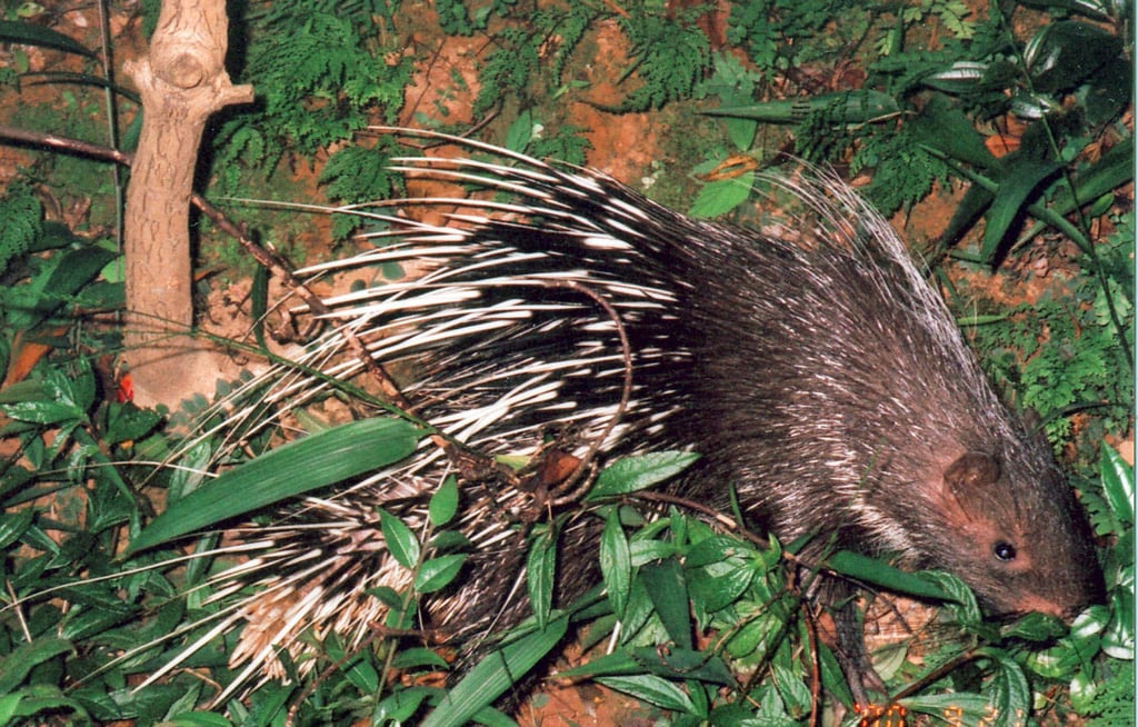 Hong Kong is home to only one species of the animal – the East Asian porcupine. Photo: Kadoorie Farm and Botanic Garden Hong Kong is home to only one species of the animal – the East Asian porcupine. Photo: Kadoorie Farm and Botanic Garden