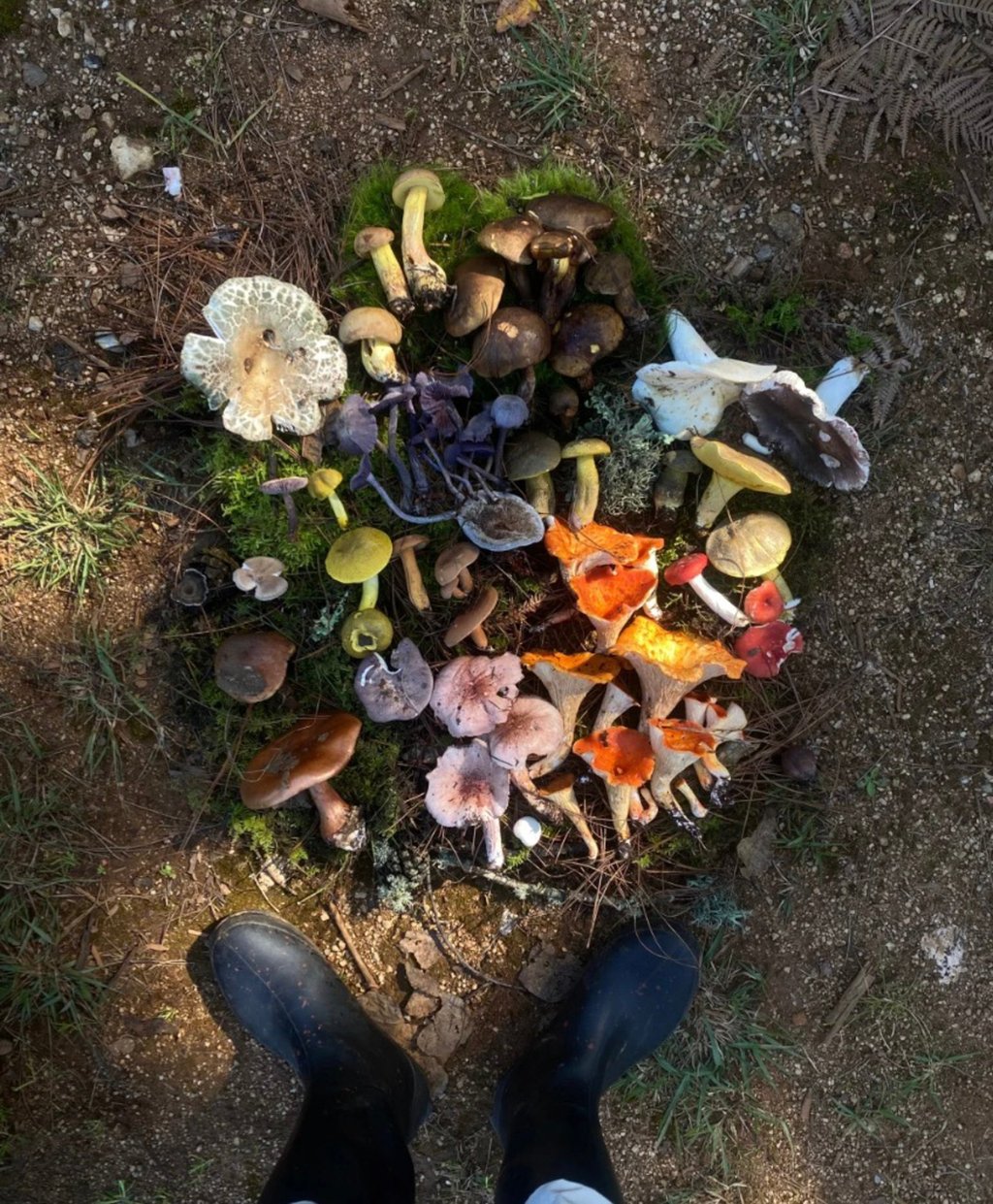 A Xiaohongshu post shows the user with the mushrooms they have found. Photo: Xiaohongshu