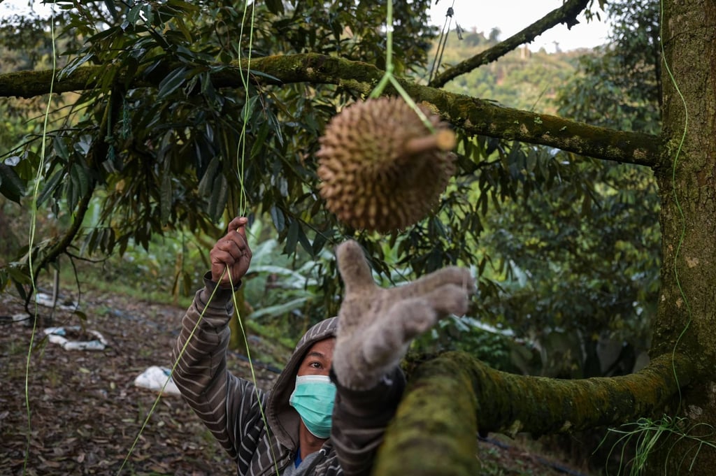 A worker harvests durian at a farm in Malaysia’s Pahang state. Traders have become more reliant on China’s appetite for the so-called king of fruits. Photo: AFP