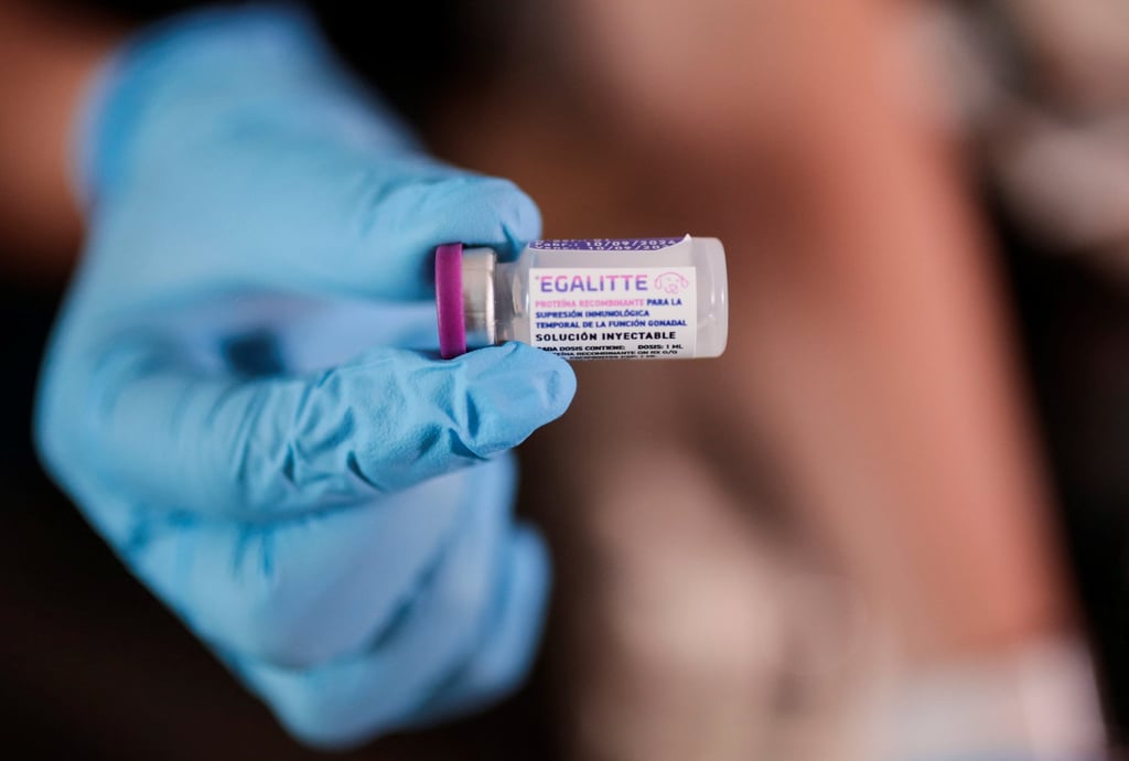A vet holds the first reversible vaccine for neutering dogs created by Chilean scientists in Santiago on Thursday. Photo: Reuters A vet holds the first reversible vaccine for neutering dogs created by Chilean scientists in Santiago on Thursday. Photo: Reuters