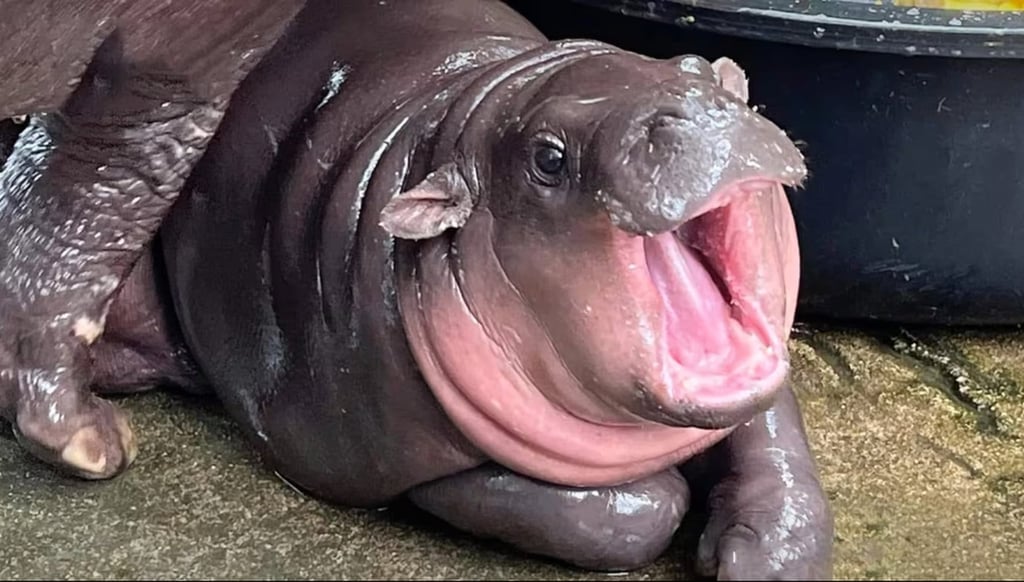 Moo Deng’s popularity has become so great that viewing times to see her at the zoo have been cut to five minutes. Photo: Khao Kheow Open Zoo Moo Deng’s popularity has become so great that viewing times to see her at the zoo have been cut to five minutes. Photo: Khao Kheow Open Zoo