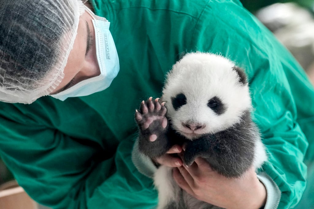 An employee of the Berlin zoo holds one of the newly born twin panda bear cubs. Photo: AP An employee of the Berlin zoo holds one of the newly born twin panda bear cubs. Photo: AP
