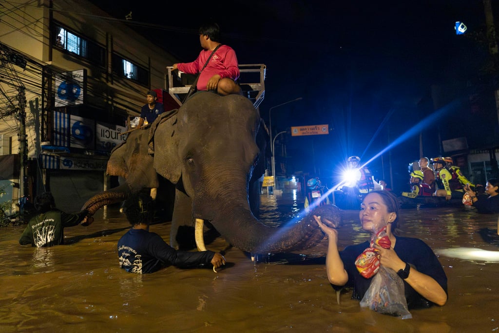 Elephants wade through flood waters in Thailand’s Chiang Mai province on October 6 to help bring relief supplies to villagers. Photo: AP
