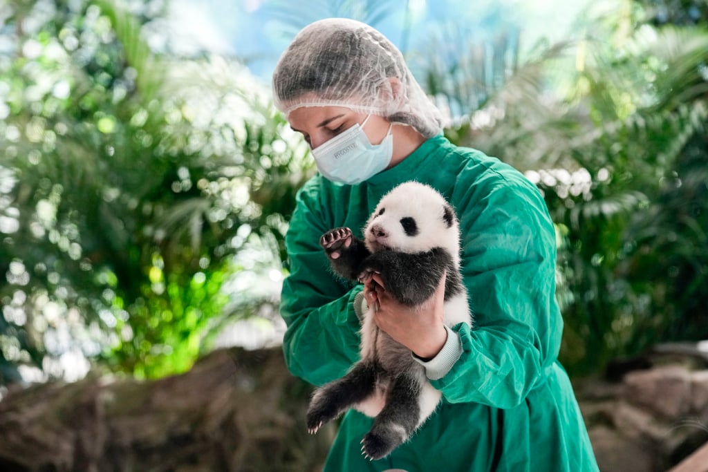 One of the panda bear cubs. Photo: AP