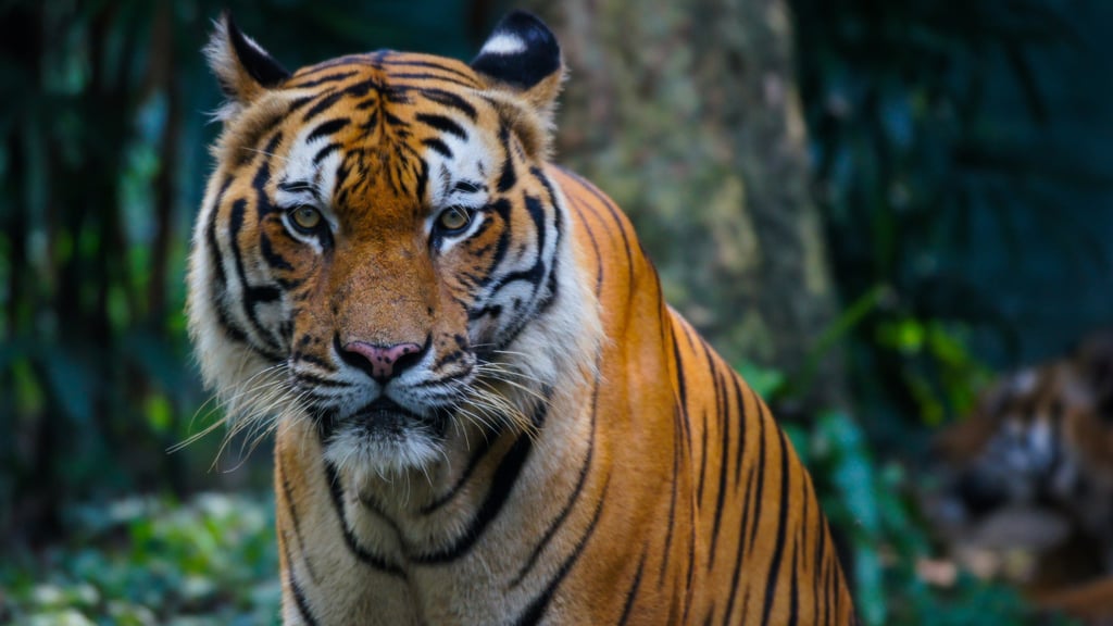 Malayan tigers in Zoo Negara at Ulu Klang, Kuala Lumpur. Photo: Shutterstock Malayan tigers in Zoo Negara at Ulu Klang, Kuala Lumpur. Photo: Shutterstock