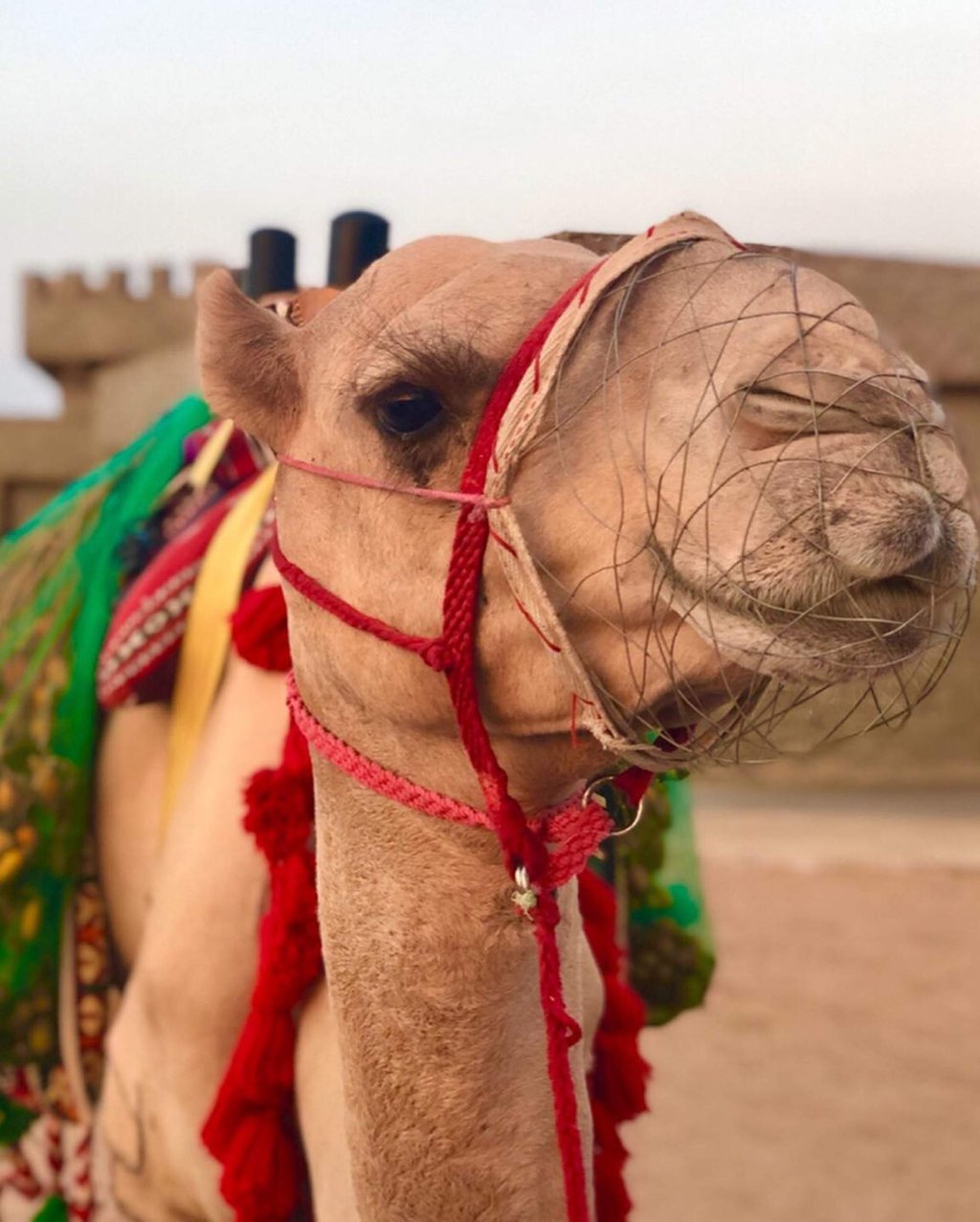 Ground Zero of Sudan's Camel Trade — RAW in FOCUS, image size:1024x1277