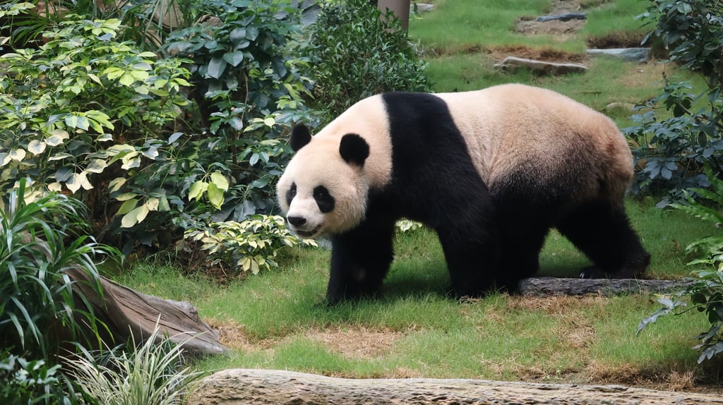 An An is said to be more adventurous than Ke Ke. Photo: Ocean Park