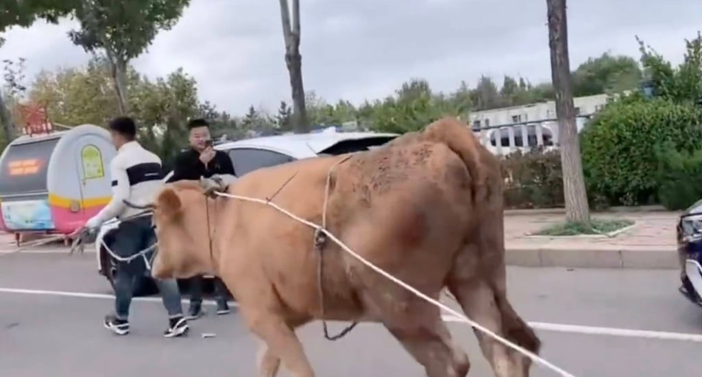 The Tesla-pulling ox attracted puzzled looks from passers-by who also filmed the protest. Photo: Weibo The Tesla-pulling ox attracted puzzled looks from passers-by who also filmed the protest. Photo: Weibo