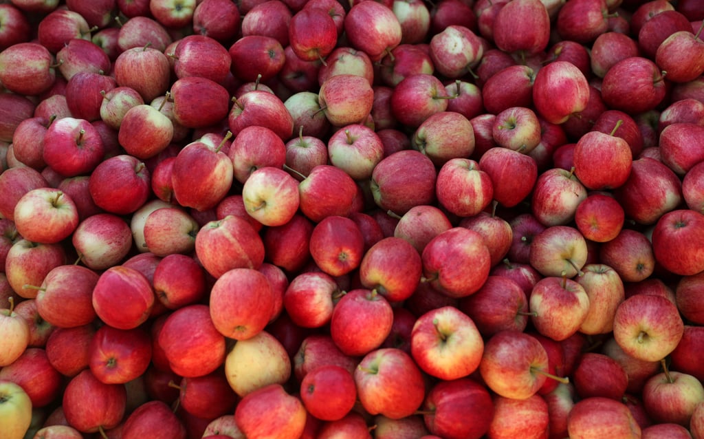Picked apples are seen at a farm in Britain that employs migrant workers to help harvest the fruit. Photo: Reuters Picked apples are seen at a farm in Britain that employs migrant workers to help harvest the fruit. Photo: Reuters