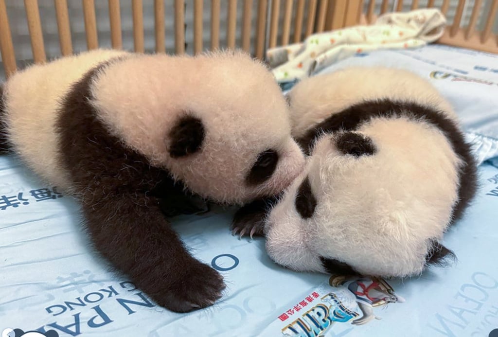 Hong Kong’s twin panda cubs at two months old in mid-October. Photo: Ocean Park Hong Kong’s twin panda cubs at two months old in mid-October. Photo: Ocean Park