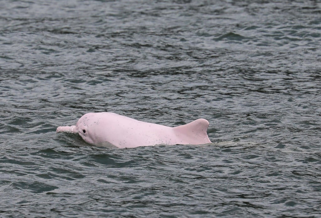 A current code of conduct for dolphin watching lacks legal powers. Photo: Xiaomei Chen A current code of conduct for dolphin watching lacks legal powers. Photo: Xiaomei Chen