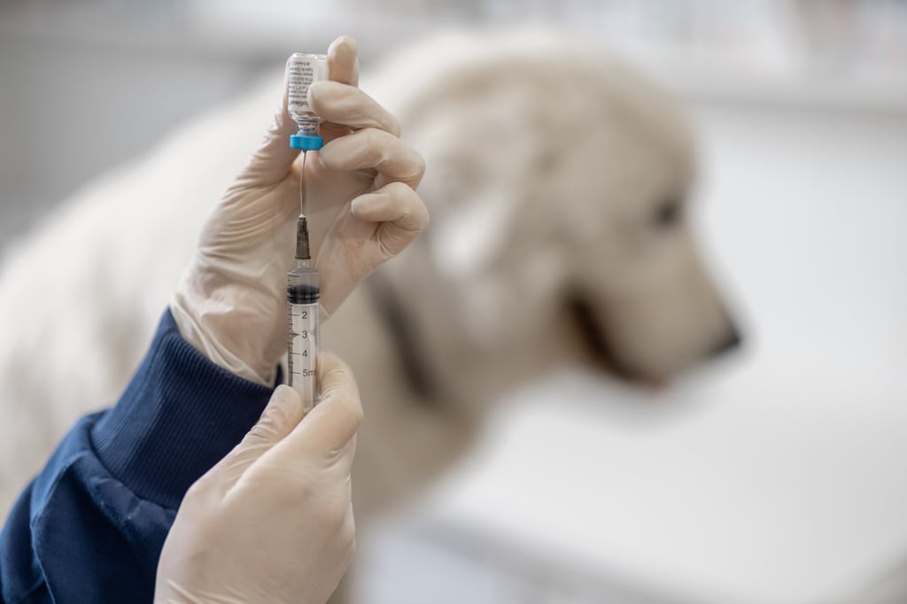 Internationally recognised anti-rabies measures ensure Hongkongers can export cats and dogs to other countries. Photo: Shutterstock Internationally recognised anti-rabies measures ensure Hongkongers can export cats and dogs to other countries. Photo: Shutterstock