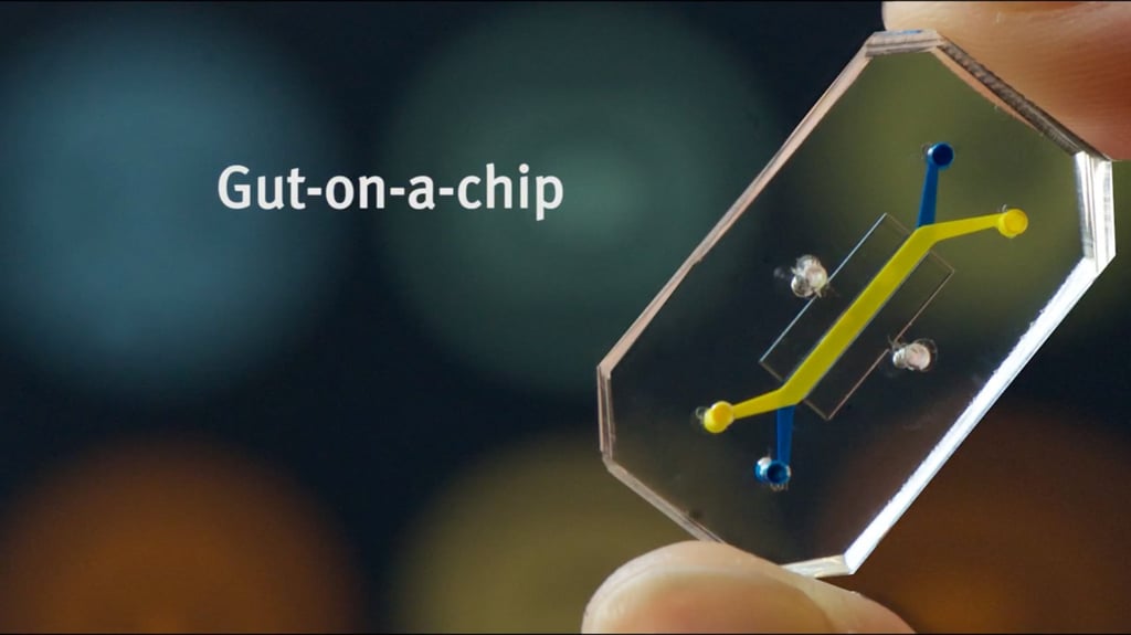 The chips contain channels of fluid with human cells. Photo: Harvard.edu The chips contain channels of fluid with human cells. Photo: Harvard.edu