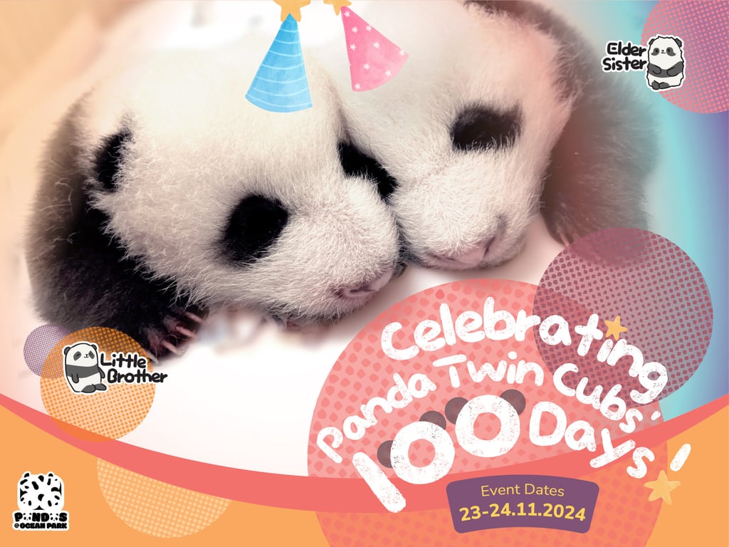 Ocean Park will serve red eggs and ginger pork knuckles in designated areas of the park to mark the cubs’ first 100 days. Photo: Ocean Park Ocean Park will serve red eggs and ginger pork knuckles in designated areas of the park to mark the cubs’ first 100 days. Photo: Ocean Park