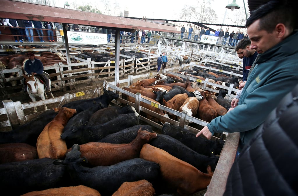 A cattle trader at a market in Buenos Aires, Argentina. Photo: Reuters