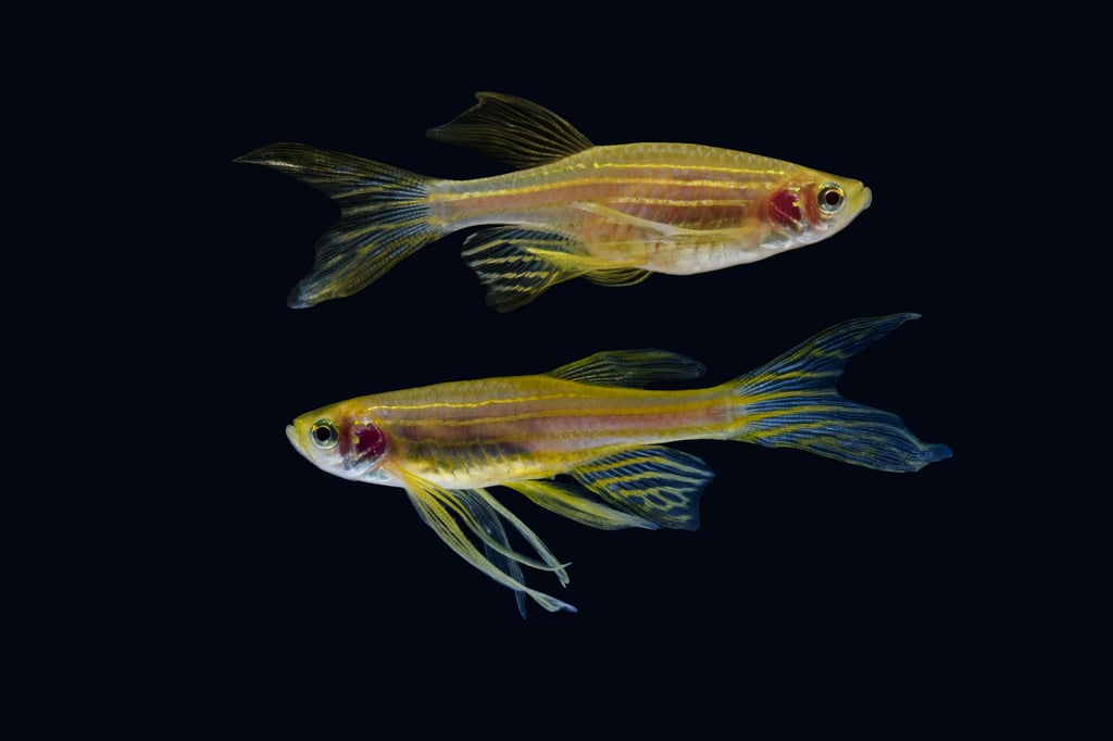 The unique characteristics of the Zebrafish make it an ideal subject for experiments in extreme environments. Photo: Shutterstock Images The unique characteristics of the Zebrafish make it an ideal subject for experiments in extreme environments. Photo: Shutterstock Images