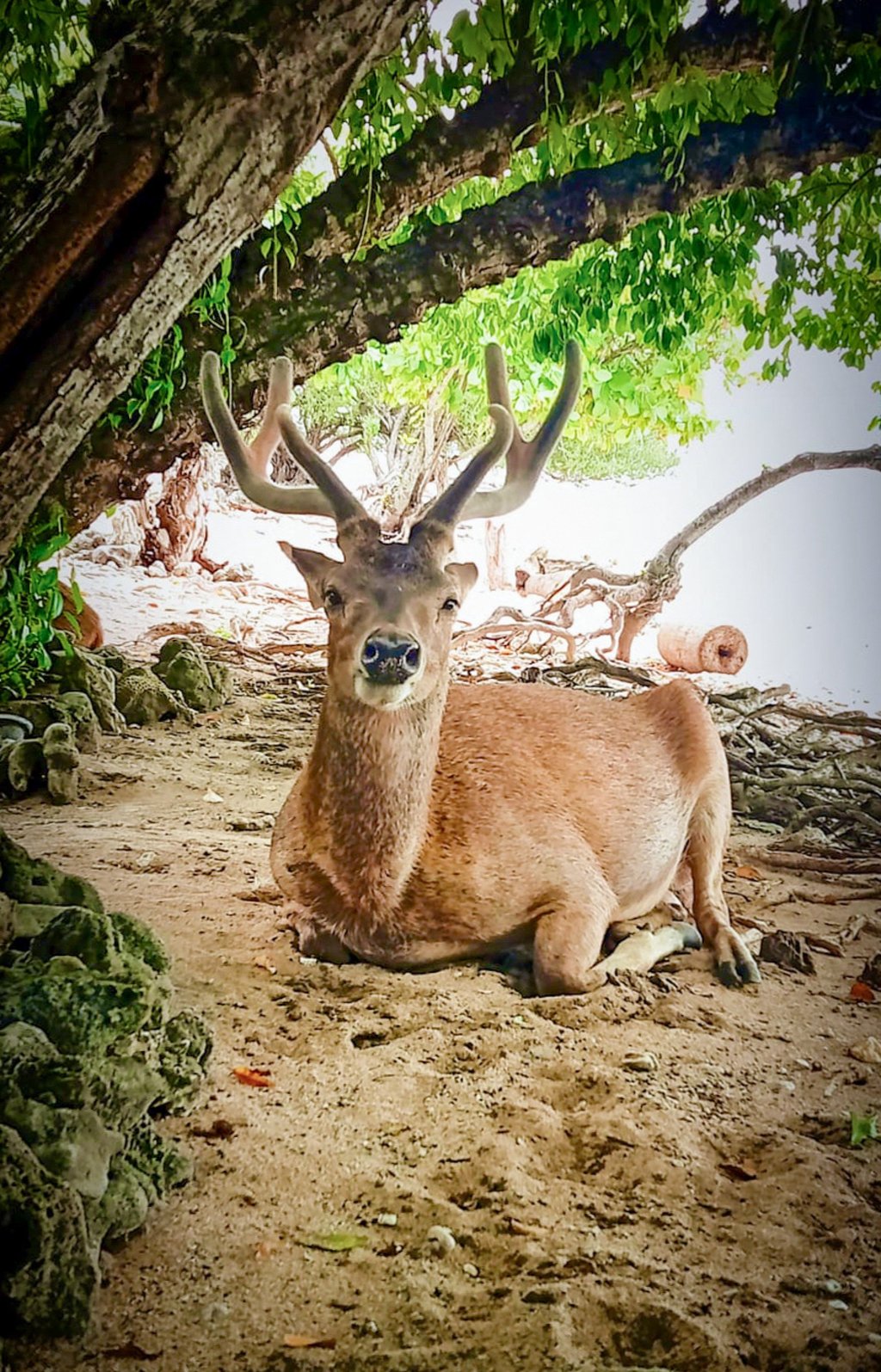 A Javan rusa deer, the largest of Bali’s “big five”. Photo: courtesy of Nusabay Menjangan Resort A Javan rusa deer, the largest of Bali’s “big five”. Photo: courtesy of Nusabay Menjangan Resort