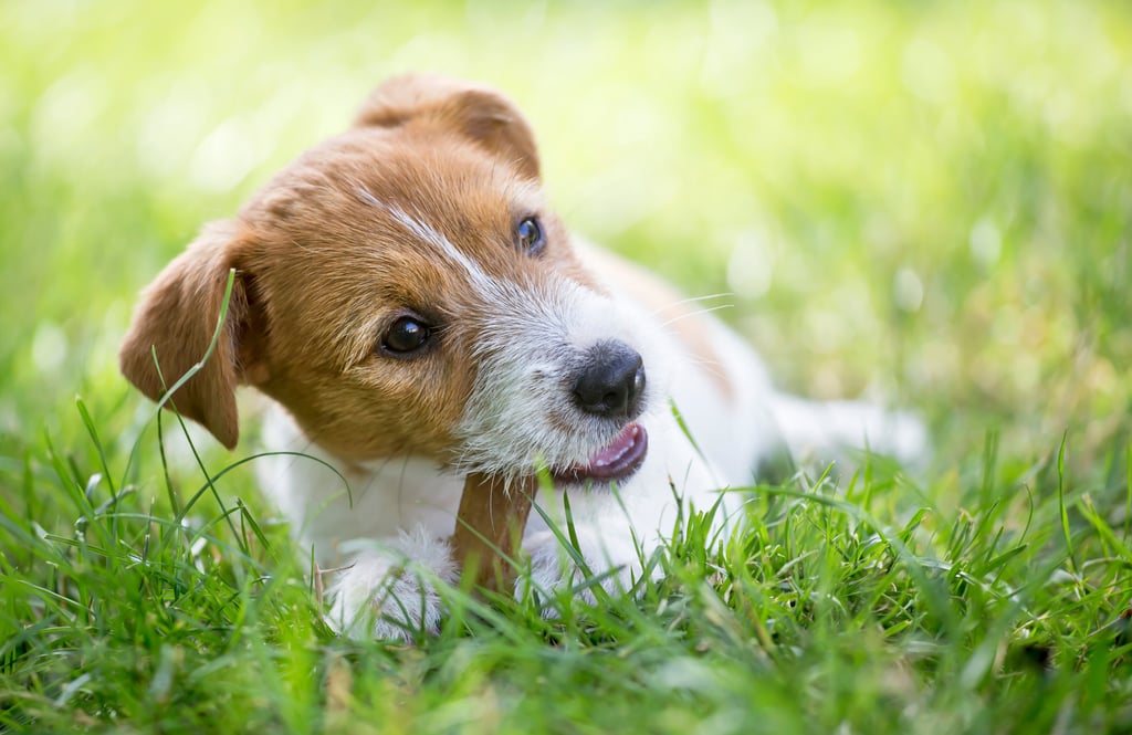 Learn how to keep your dog happy and prevent destructive chewing. Photo: Shutterstock