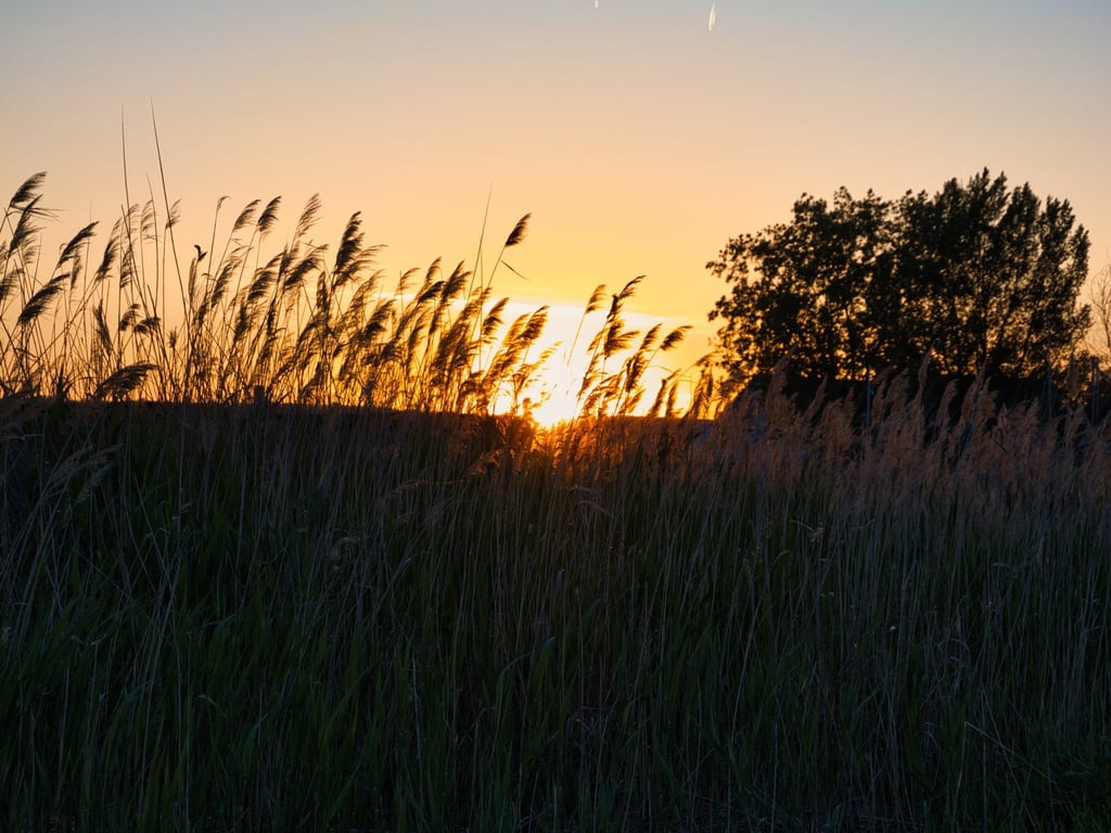 AI, which monitors sound recordings in the reed beds around Austria’s Neusiedler See–Seewinkel National Park, can accurately identify different bird species. Photo: Shutterstock