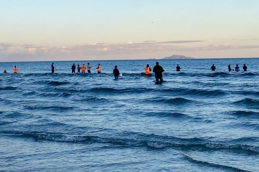 Spokesman, said, “This response demonstrates the deep connection we all share with our marine environment.” Photo: New Zealand Department Of Conservation/AP