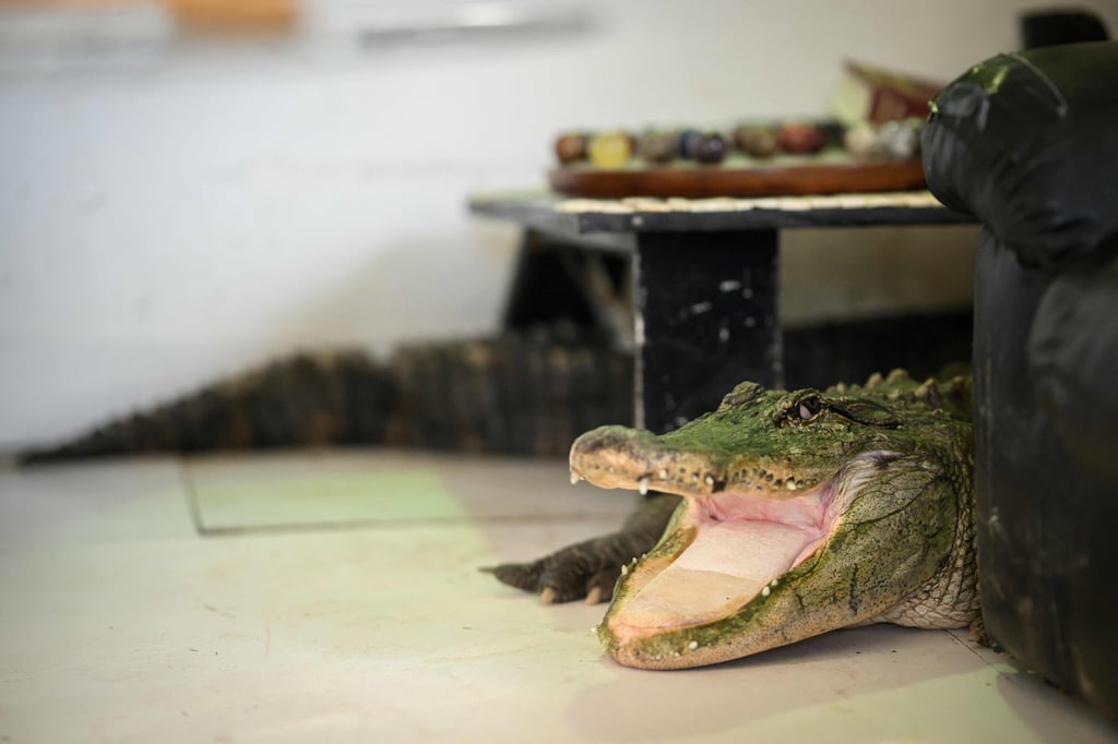 One of the two alligators who live in Gillet’s house, in the west of France. Photo: AFP