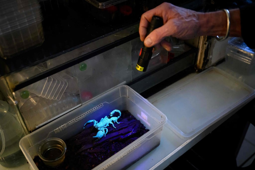 Frenchman Philippe Gillet, 72, shines a black light on a pet scorpion. Photo: AFP