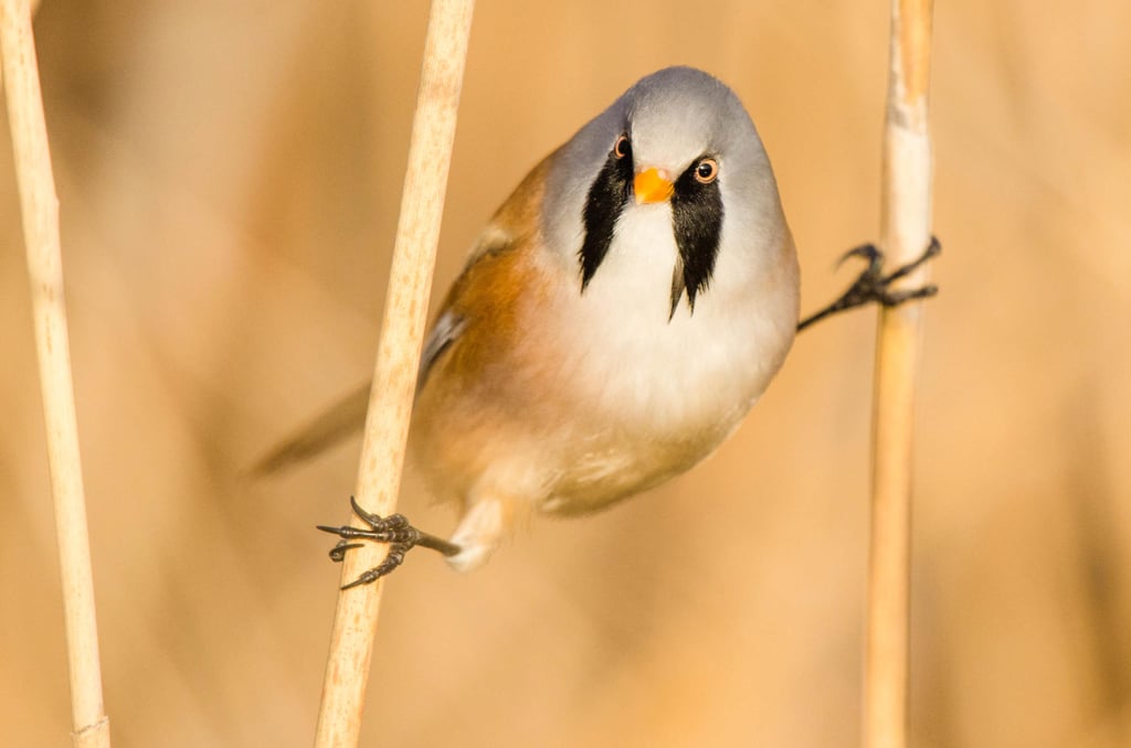 Bird species such as the bearded reedling (above) thrive in areas where reed beds have been burned down and later regrown. Photo: Alamy