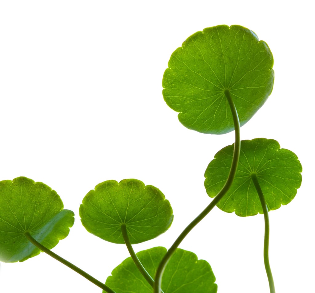 Centella asiatica. Photo: Getty Images