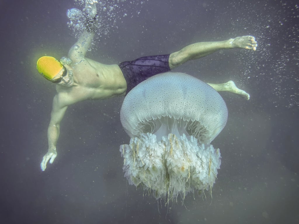 Brett Kruse encounters a big jelly fish near Stanley. Photo: Edie Hu Brett Kruse encounters a big jelly fish near Stanley. Photo: Edie Hu