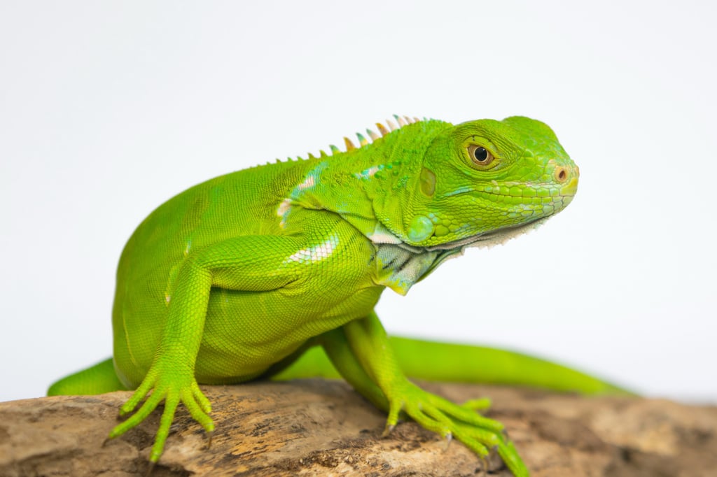 One idiom refers to drawing legs on a snake – in other words, making unnecessary changes to something. Snakes do not have legs. Those are called lizards (pictured: an iguana). Photo: Shutterstock One idiom refers to drawing legs on a snake – in other words, making unnecessary changes to something. Snakes do not have legs. Those are called lizards (pictured: an iguana). Photo: Shutterstock